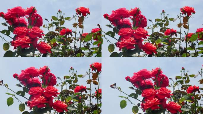 公园月季花花卉唯美风景植物花草空镜