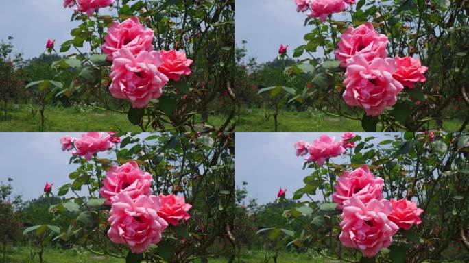 公园月季花花卉唯美风景植物花草空镜