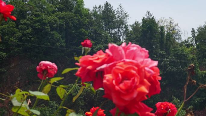 公园月季花花卉唯美风景植物花草空镜