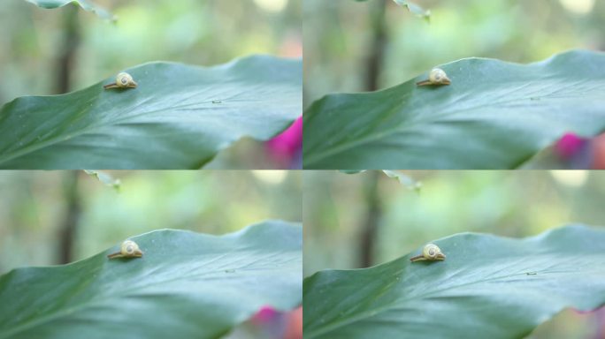 W云南普洱在叶子上爬的蜗牛