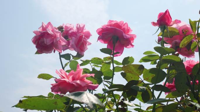 公园月季花花卉唯美风景植物花草空镜