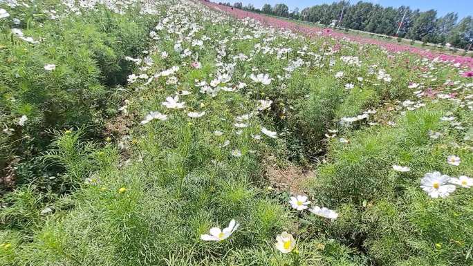 格桑花田草原蓝天阳光明媚鲜花灿烂