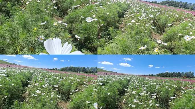 格桑花田草原蓝天阳光明媚鲜花灿烂