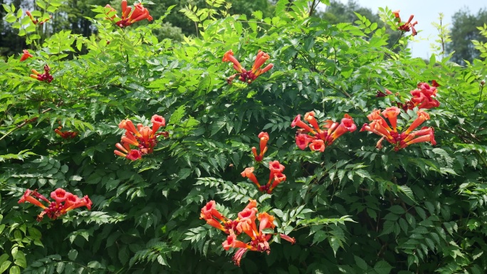 植物花朵花卉凌霄花花朵庭院绿化花朵空镜