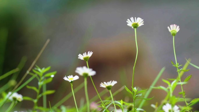 白色的小花