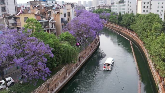 跟着船走进蓝花楹的时间里