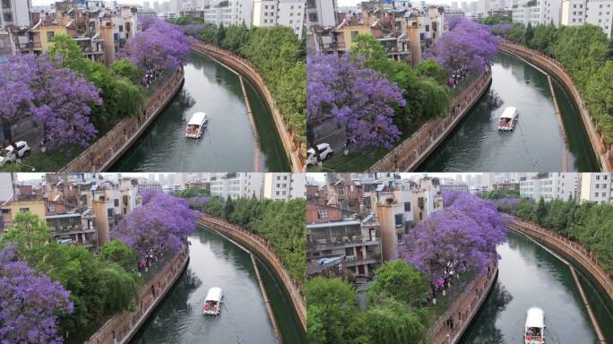 跟着船走进蓝花楹的时间里