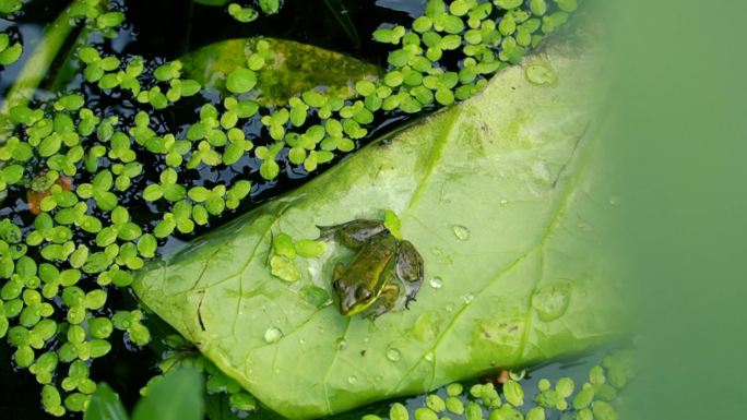 小青蛙 昆虫 池塘 蛙叫