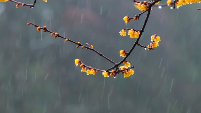 梅花雪天