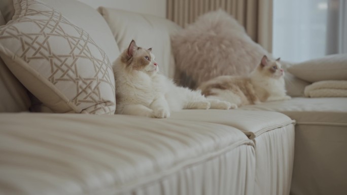 客厅沙发上的布偶猫