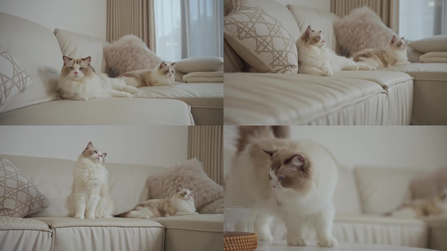 客厅沙发上的布偶猫