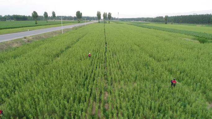 4K航拍杞柳种植基地