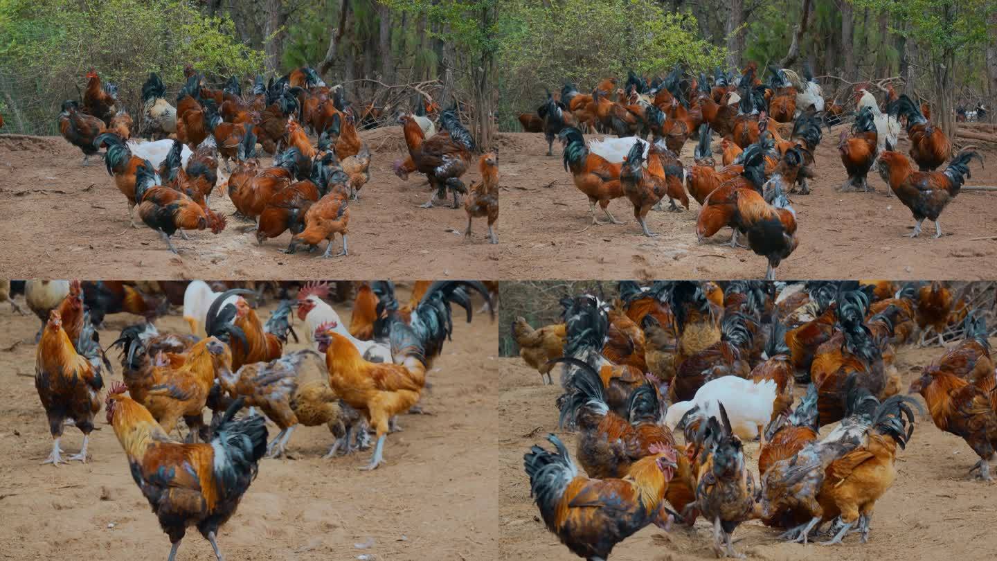 乡村振兴农业养植养鸡场走地鸡自由喂食