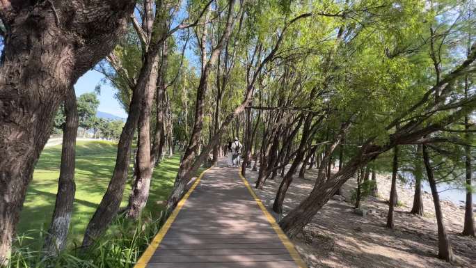 小树林 林荫小道 林荫路 洱海 湖边散步