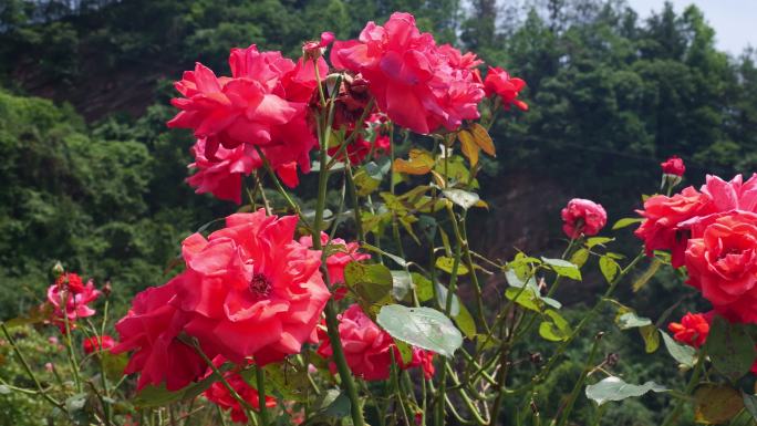 公园月季花花卉唯美风景植物花草空镜