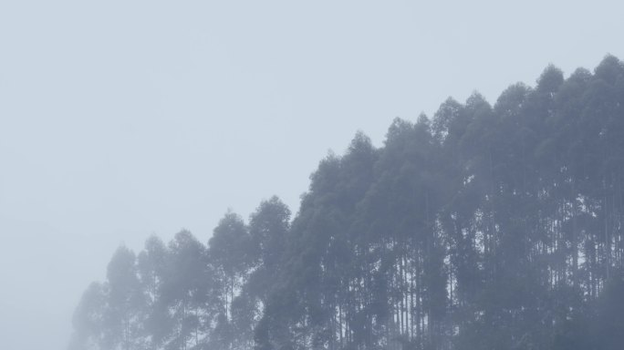 中全景林端大雾弥散