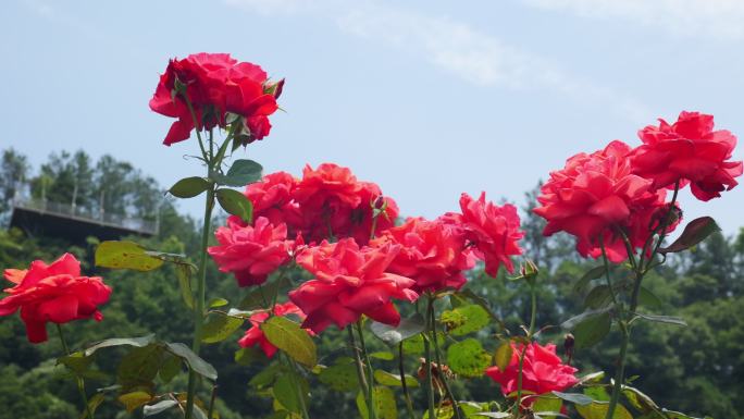 公园月季花花卉唯美风景植物花草空镜