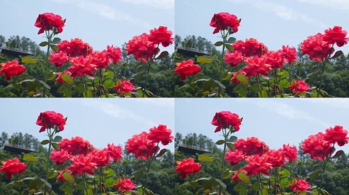 公园月季花花卉唯美风景植物花草空镜