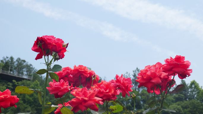 公园月季花花卉唯美风景植物花草空镜