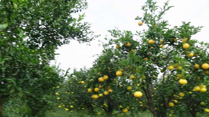 果园里面的柚子树