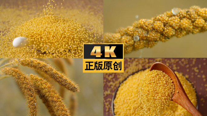 农业丰收小米稷谷子米五谷粮食粗粮杂粮粟米