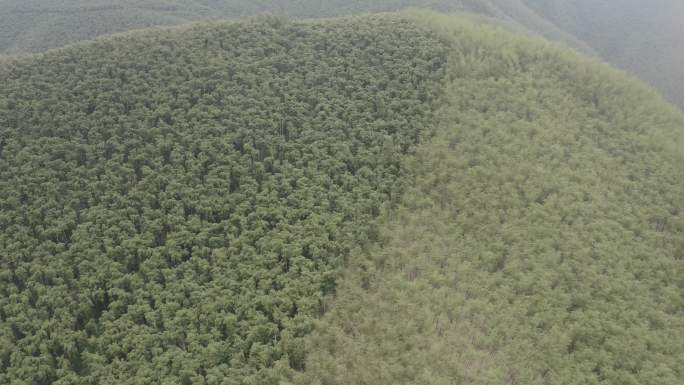 浙江省 德清县 莫干山 航拍 自然风光