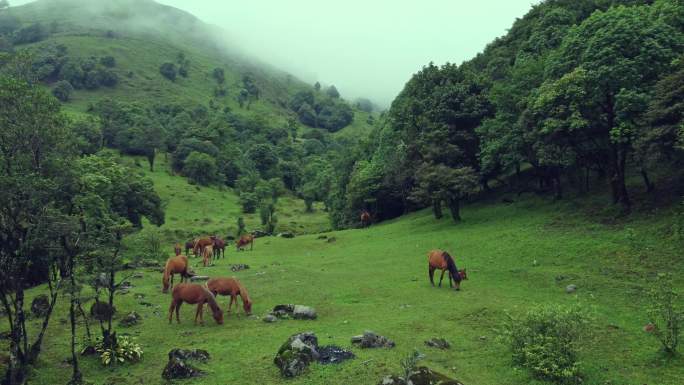 自然生态 高山河流 羊群马群 世外桃源