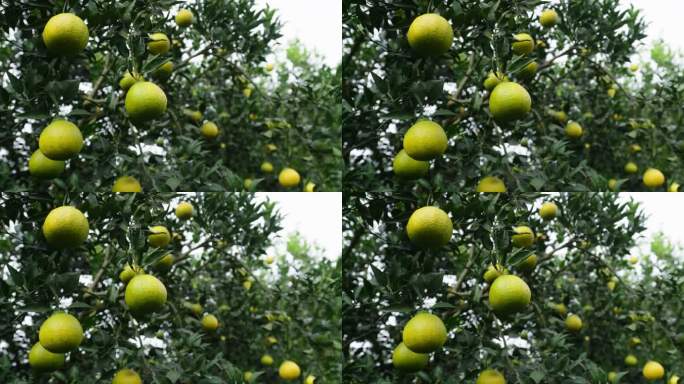 果树上的柚子