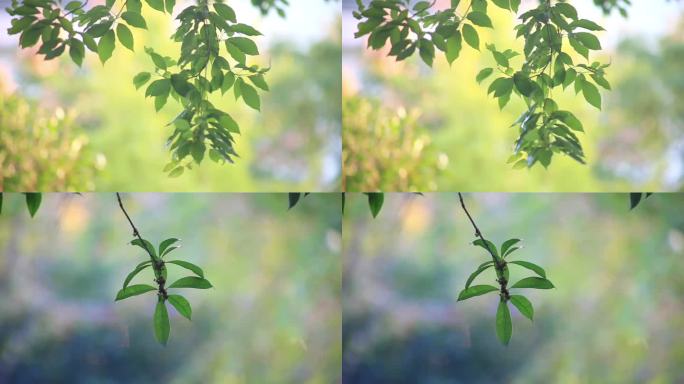 树叶随风飘舞，背景虚化唯美