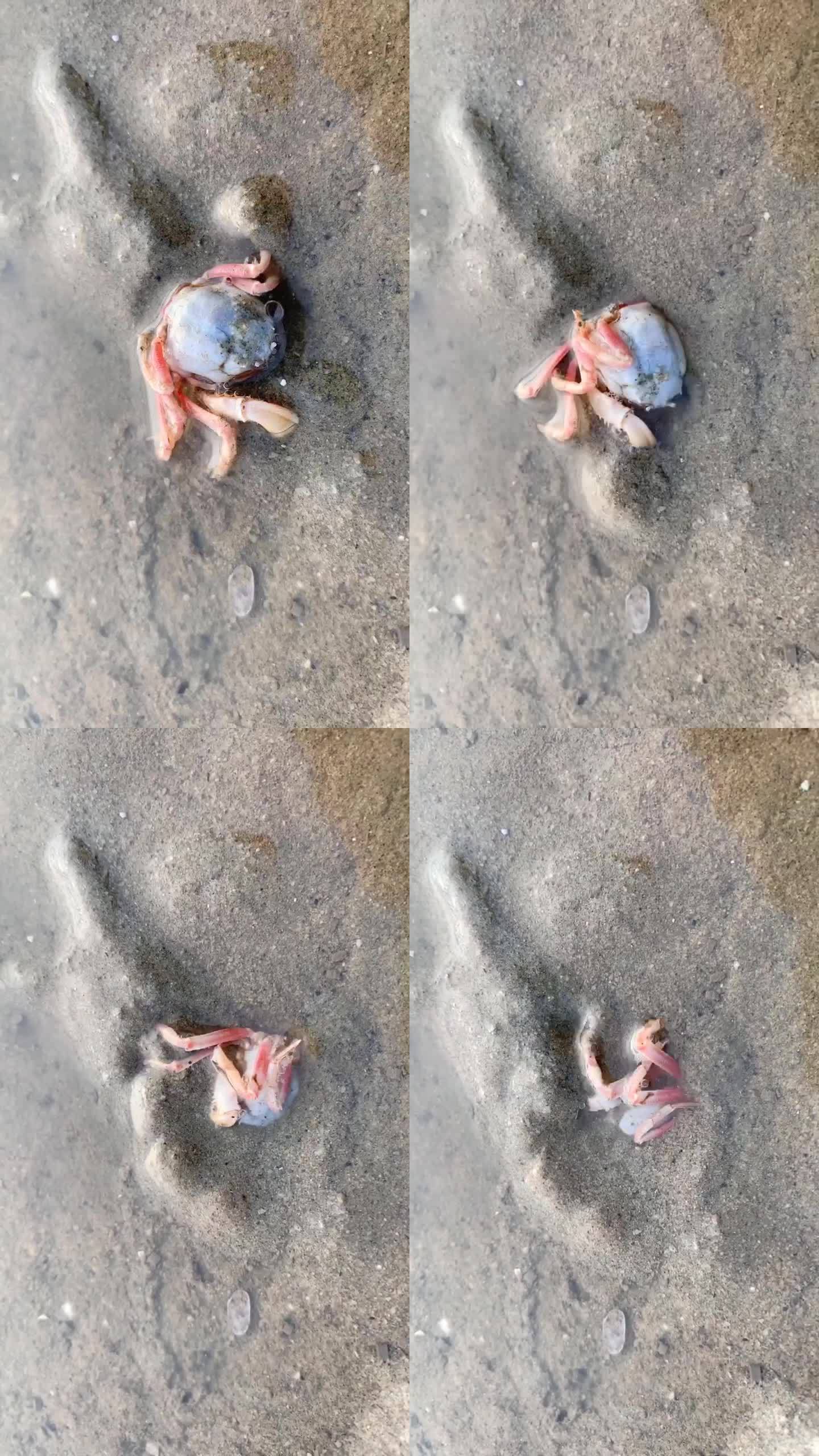 沙蟹