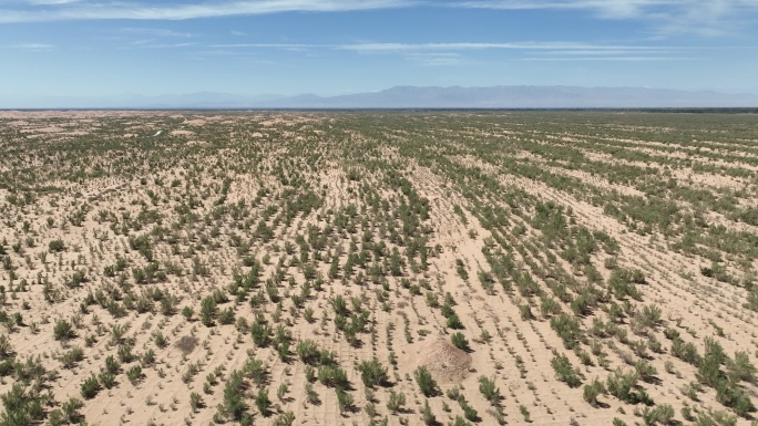 4k航拍沙漠治理沙漠梭梭