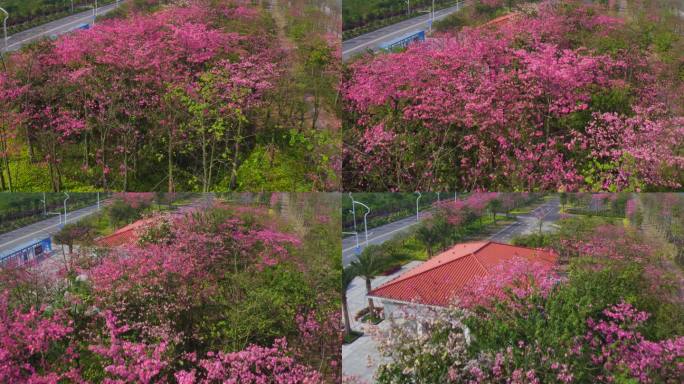 花海长廊空镜