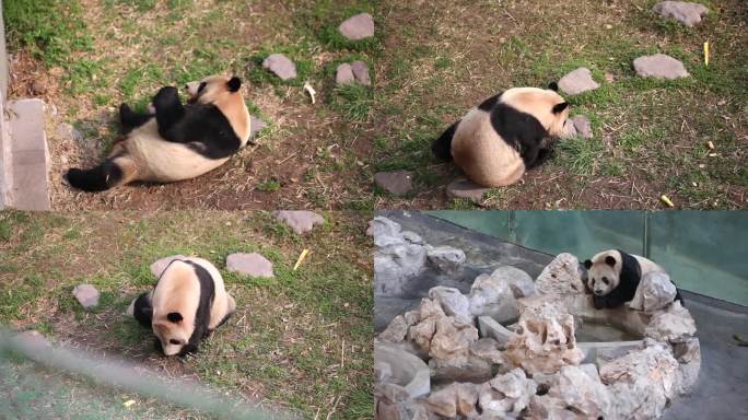 合集两分钟 熊猫生活作息实拍