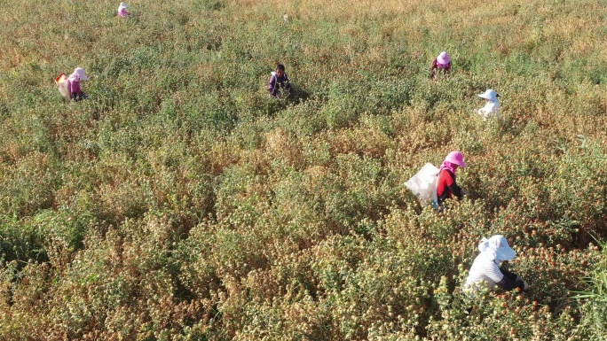 航拍农民在乡间田里采摘红花