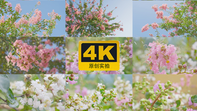 4K紫薇花03