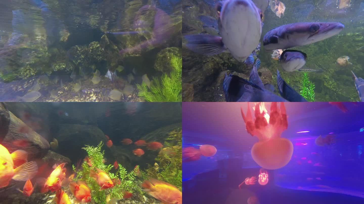 4K野生动物园水族馆