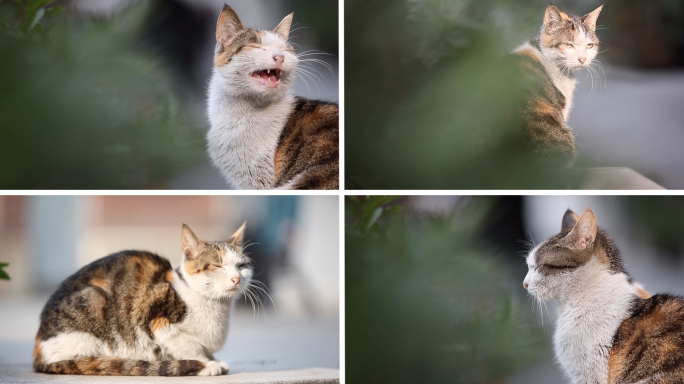 狸花猫 中华田园猫