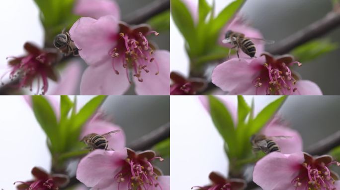 C湖南花恒县蜜蜂采蜜高清特写视频