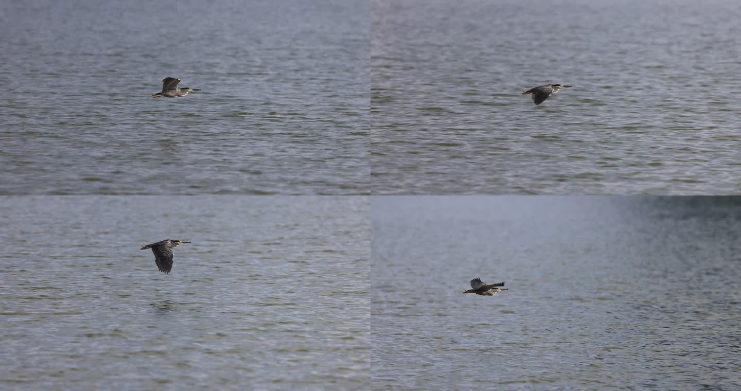 绿鹭扇动翅膀飞过湖面的慢动作