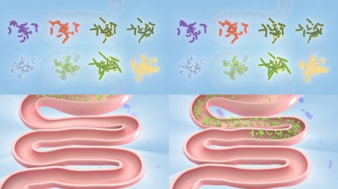 有益菌 菌群 细菌  微生物 营养物质