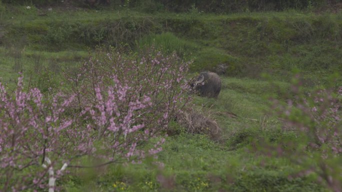 C湖南花恒县桃园水牛高清实拍