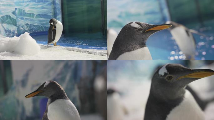 企鹅特写可爱动物极地馆海洋公园视频素材