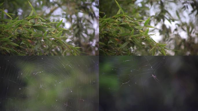 随风飘扬的竹叶与蜘蛛网上的蜘蛛
