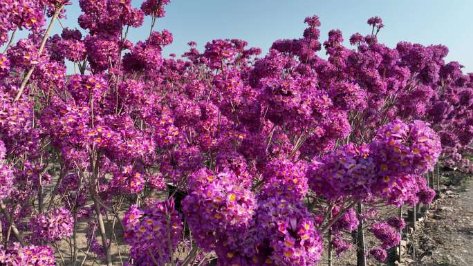 中山 横栏三沙花场 西江花海横栏镇西江边