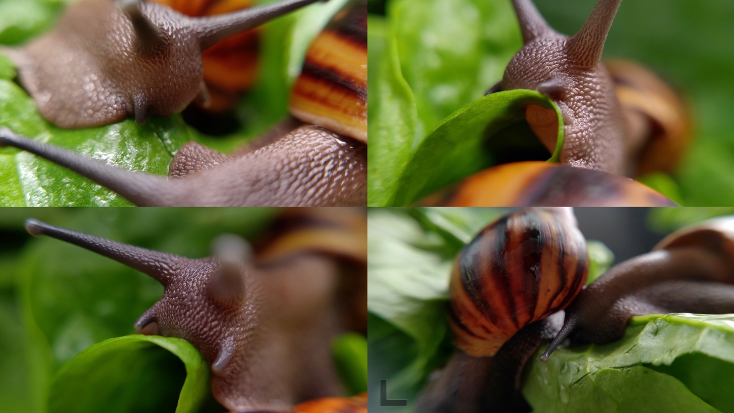 绿色菜叶绿叶上的蜗牛吃菜叶特写