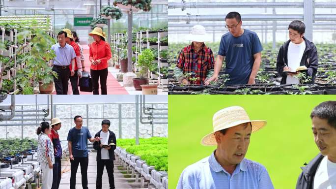 农业专家指导农业 蔬菜种植 农业技术人员