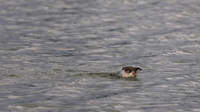 落水的伯劳鸟在水中扑腾的升格视频