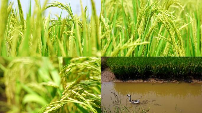 稻田农业水稻谷物机械种植粮食秋收大米