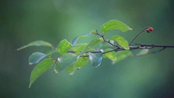 唯美的焦点转换，公园里绿植特写一组