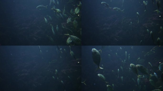 海洋世界水族馆